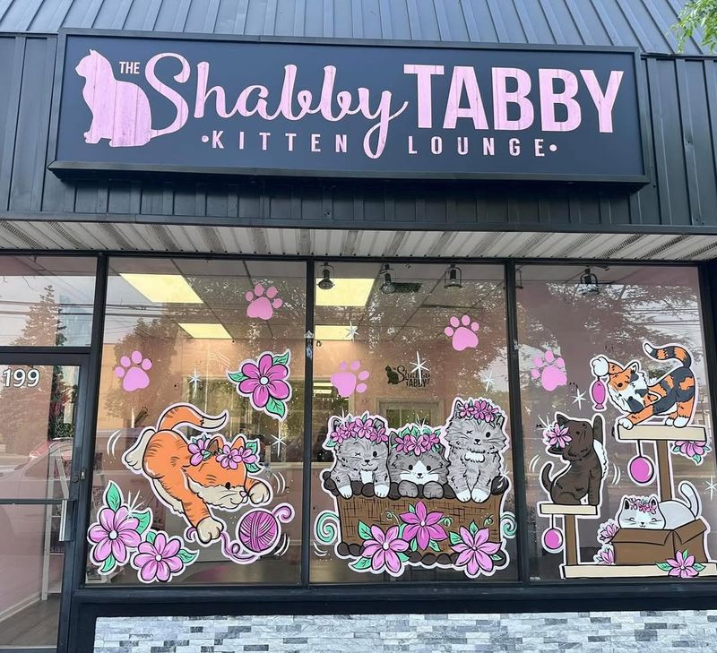 The Shabby Tabby Cat Café & Kitten Lounge – Long Island
