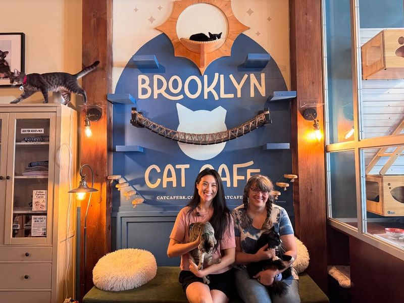 The Brooklyn Cat Café – Brooklyn
