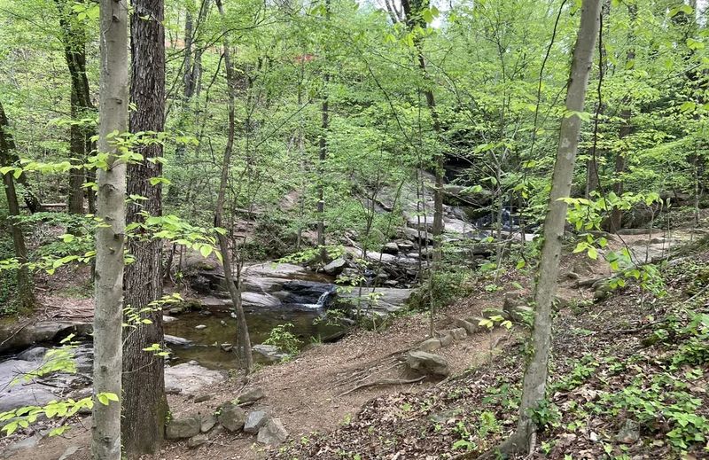 Quiet forest wandering south of Atlanta for cabin moods