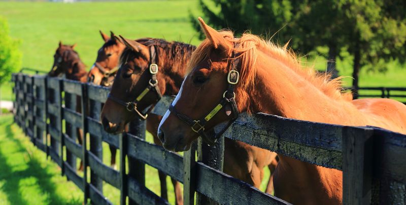 Versailles: Woodford Reserve Disrupts Horse Country Calm