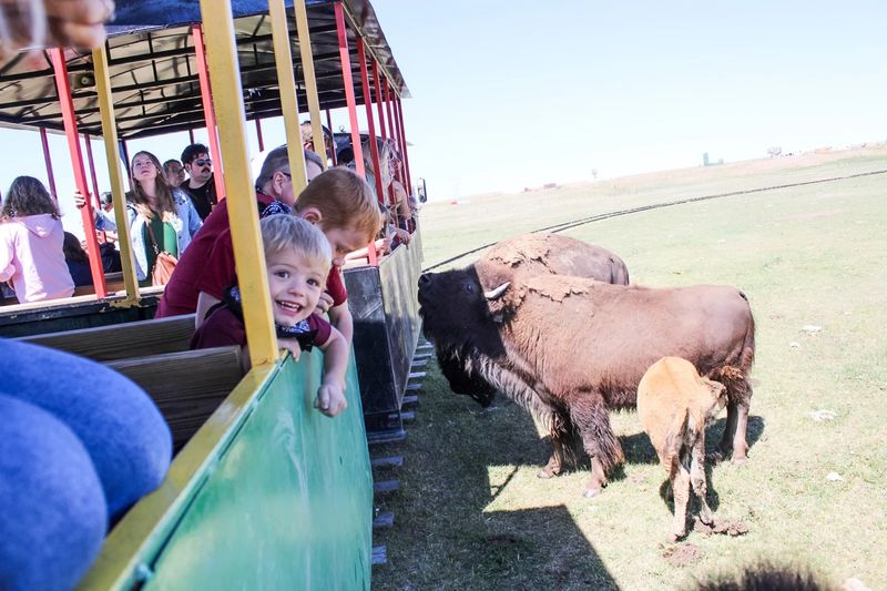 Experience a “Bison Train” Tour