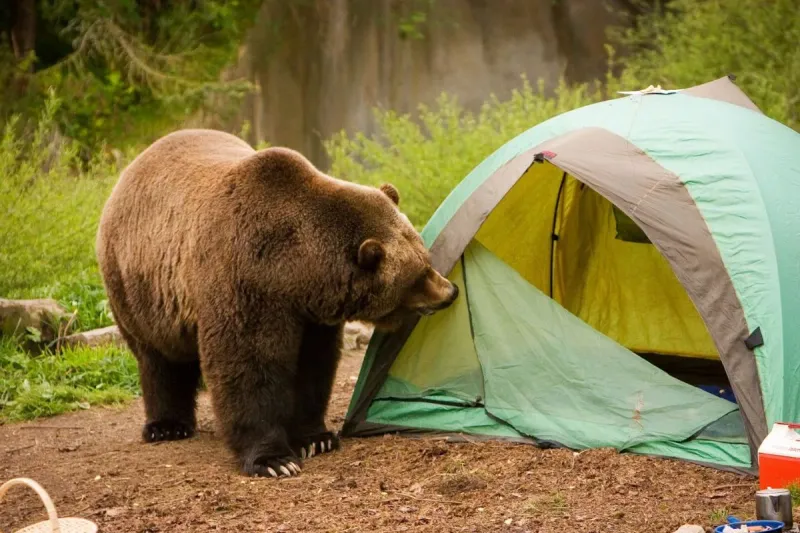 Camping Without Bear-Proof Storage