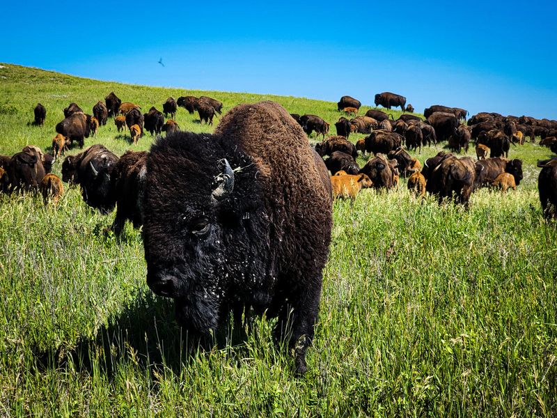 Disease Transmission Threatens Entire Herds