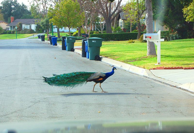 A California Suburb With an Unusual Road Rule