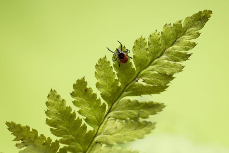 Ticks and Lyme Disease: Nature's Tiny Threat