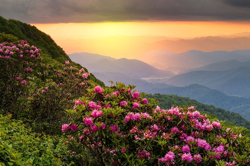 Craggy Gardens Rhododendron Blooms (Milepost 364)