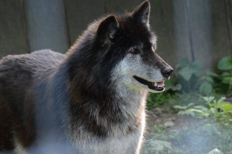 Wolf Sanctuary of PA (near Lititz)