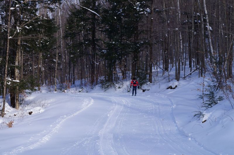 Winter Trails That Lead to Quiet Forest Paths