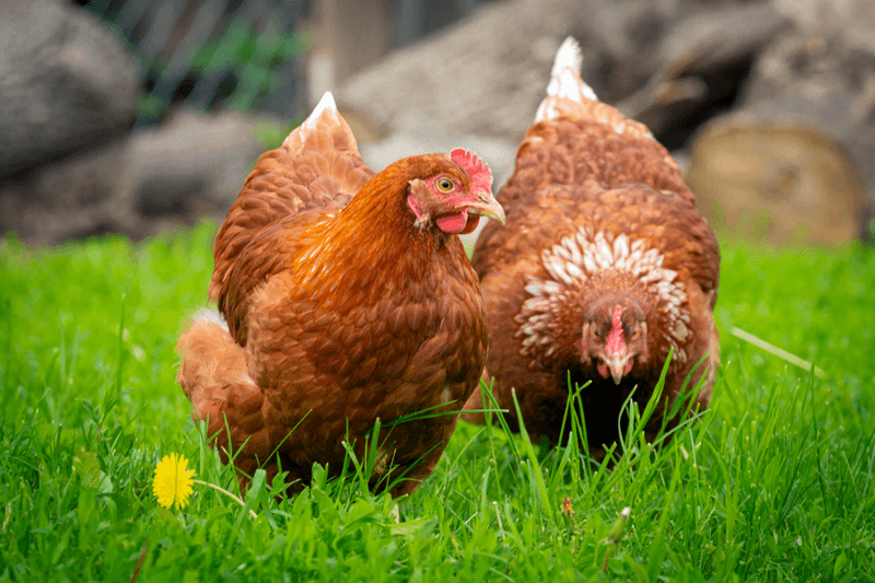 Port Orchard's Rooster Regulation