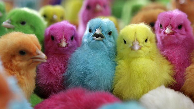 No Selling Dyed Chicks for Easter