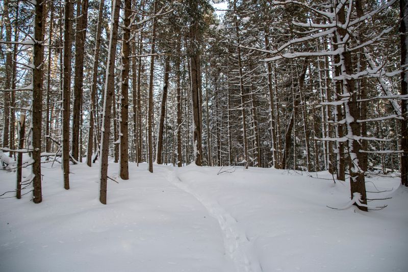 Sturgeon River Nature Preserve (Vanderbilt)