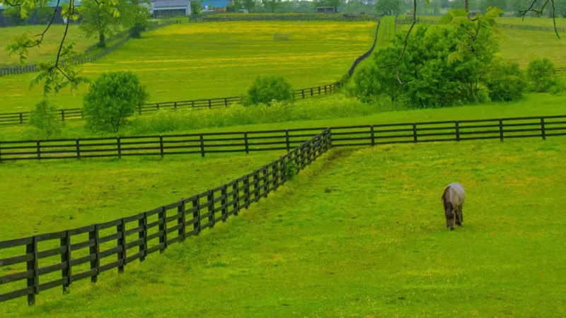 Highly Specific Fencing Laws