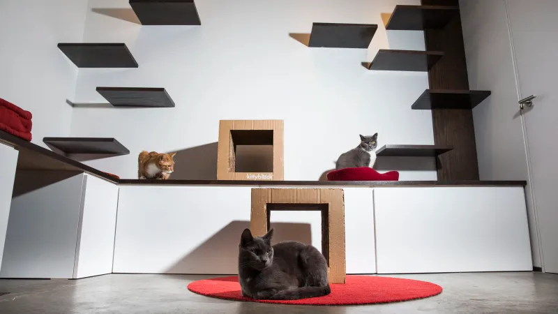 Koneko – Manhattan