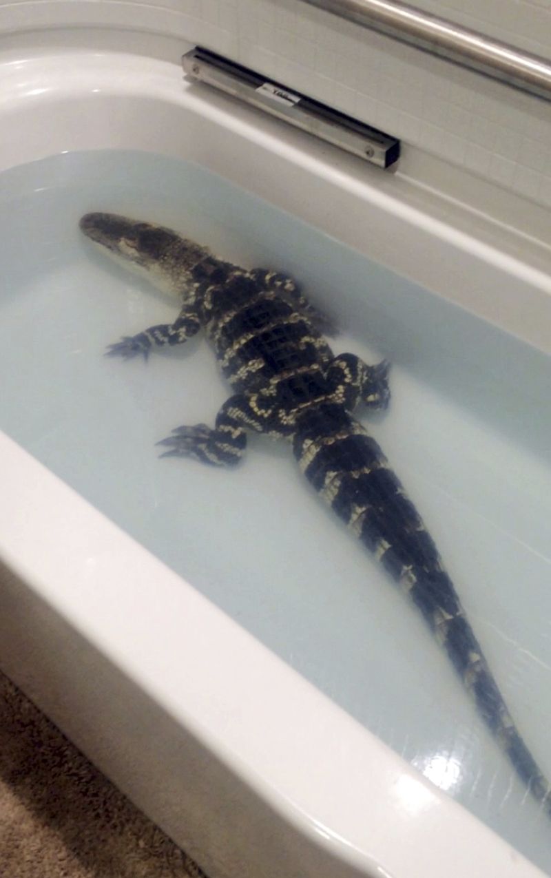 No Alligators in Bathtubs