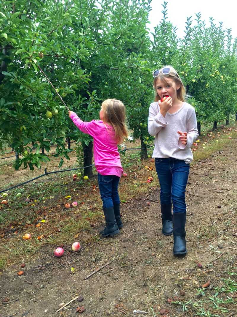 Pick-Your-Own Orchards Surrounding the Town