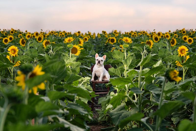 When Farms Look More Like Theme Settings