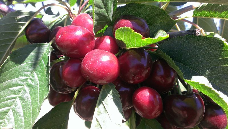 Orchards and seasonal farm stands