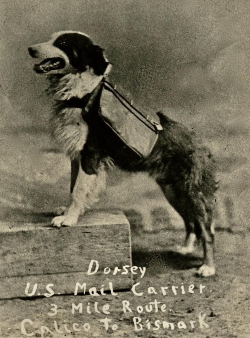 The Story of Dorsey the Dog