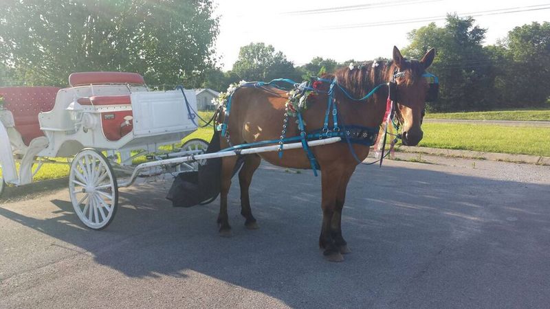 Horse-Drawn Sleigh Rides