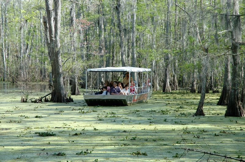 Guided Swamp Tours
