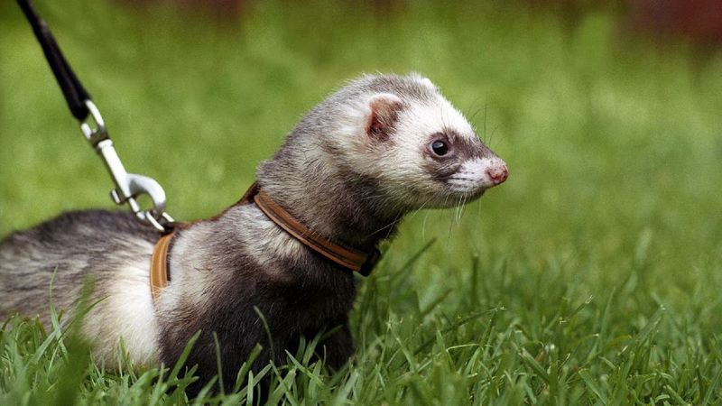 Ferrets Are Not Hunting Partners