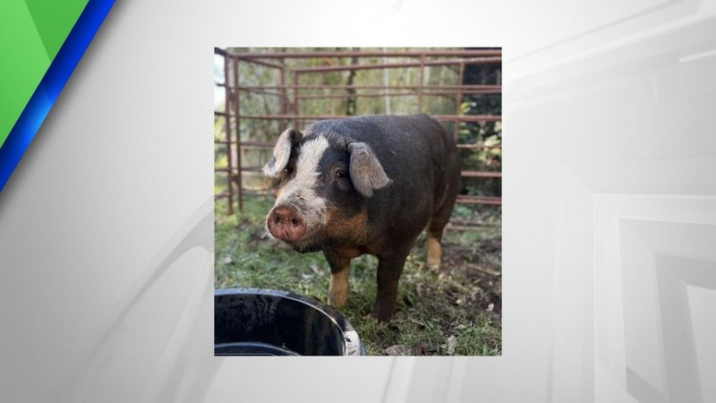 No Releasing Pigs in Public