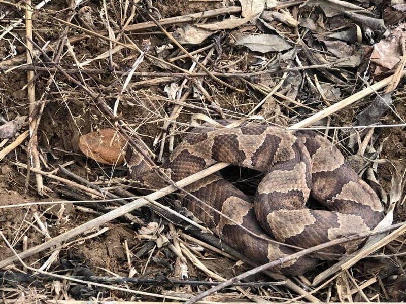 No Reptile Sales on Sunday