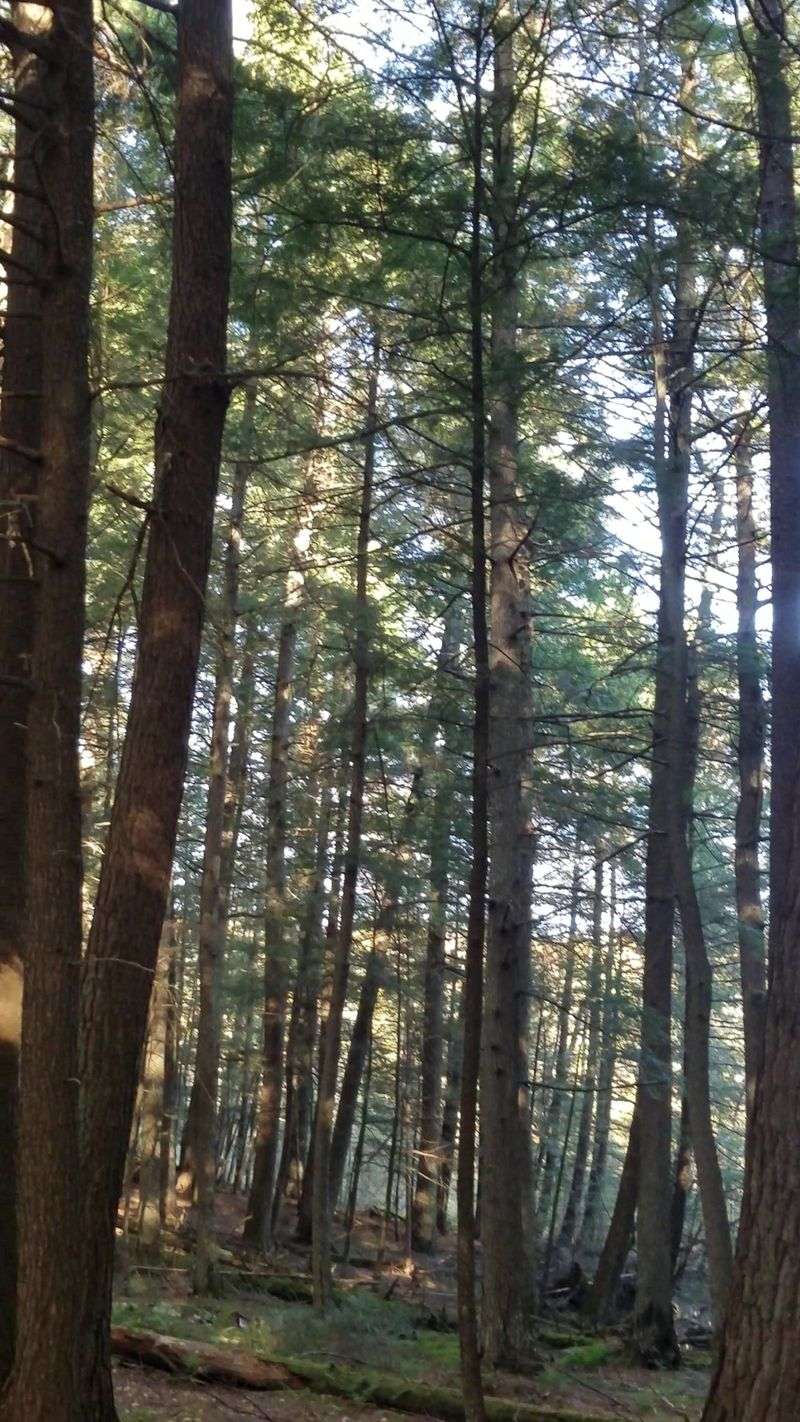 Forest Immersion All Around