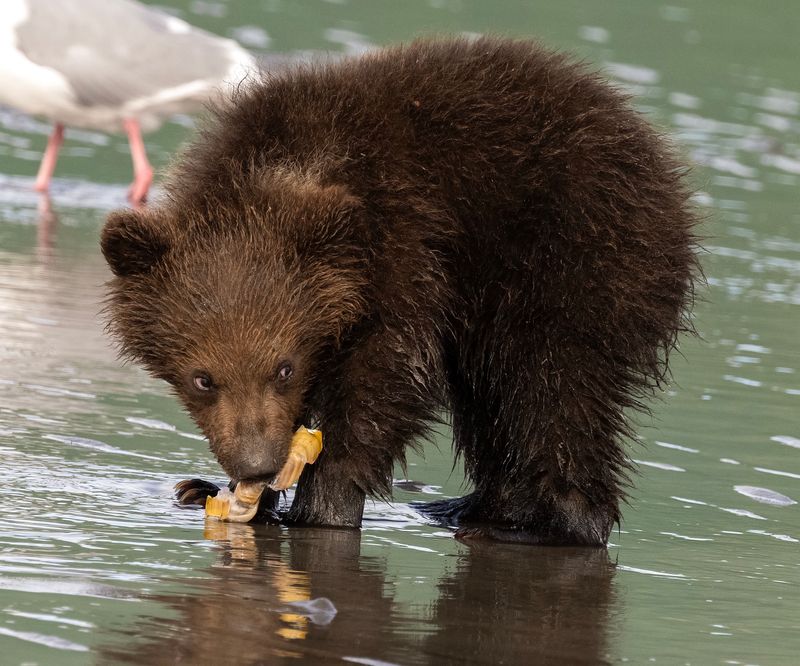 Prohibition on Waking Sleeping Bears for Photographs