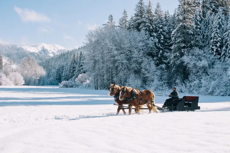 Horse-Drawn Sleigh Rides Echo Classic Winter Nostalgia