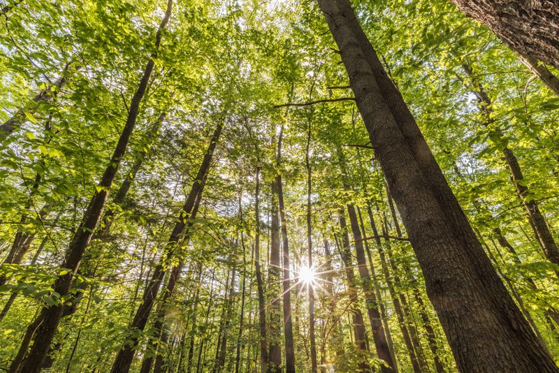Diverse Hardwood-Conifer Mix