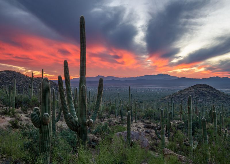 Saguaro National Park