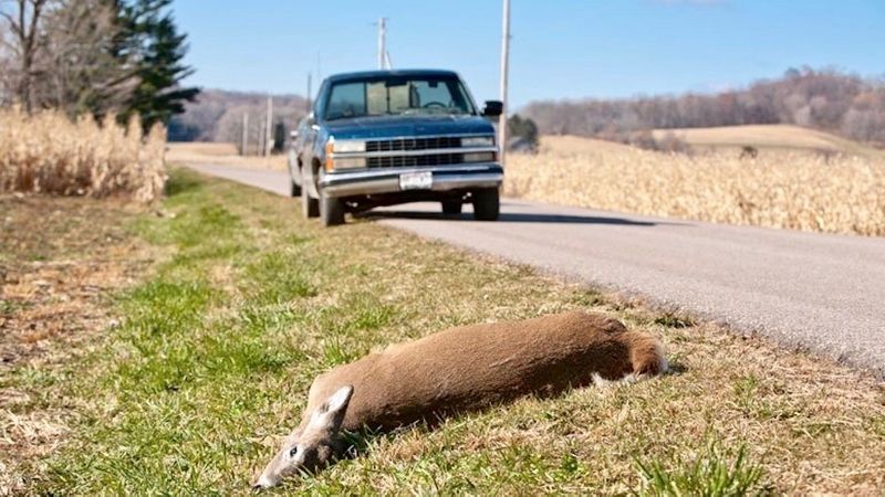 Eating Roadkill Is Perfectly Legal Under Certain Conditions