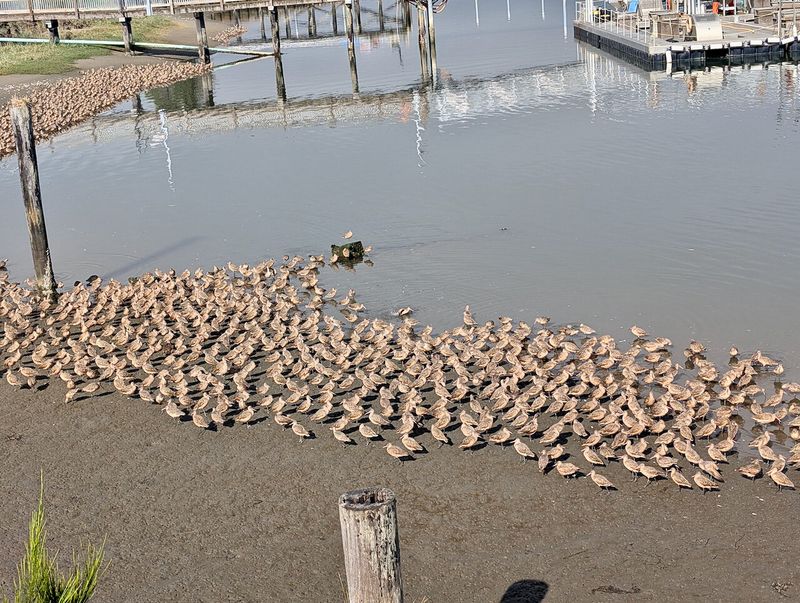 Prime Birdwatching Location