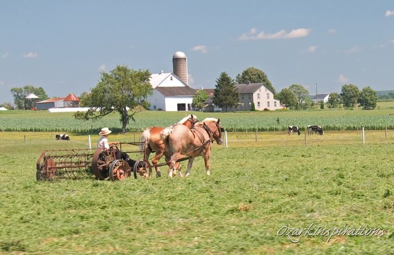 Laundry Lines, Yards, and Everyday Domestic Chores