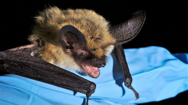 The State Regulates “Unlawful Handling” of Bats Inside Buildings