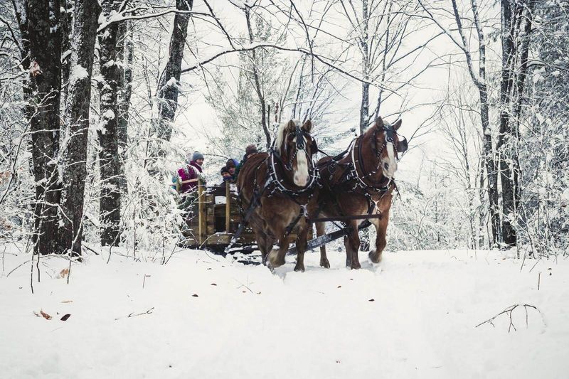Horse-Drawn Carriage Rides