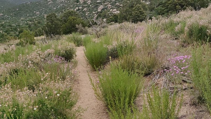 Embudo Canyon (Sandia Mountain Wilderness, near Albuquerque)