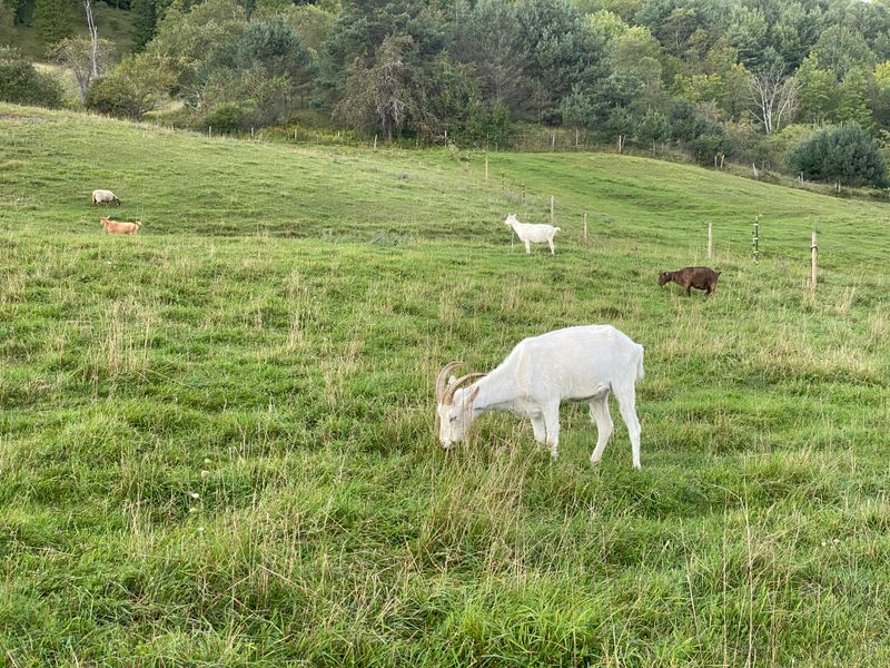 Historic Farms That Shape the Village Identity