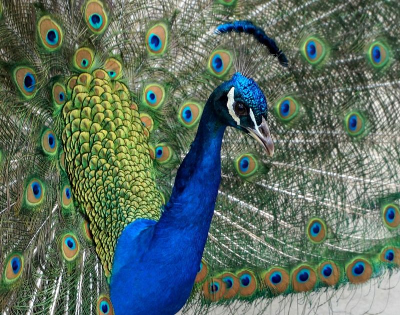 The Cultural Meaning Peacocks Hold for the City