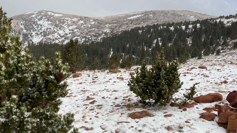 Forest Lines and Slopes That Heighten the Alpine Feel