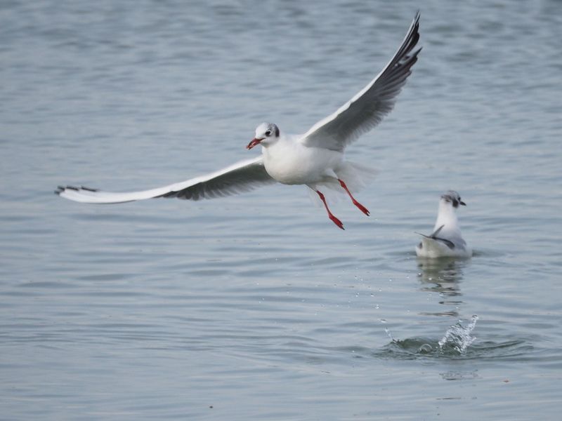 Seagull Spitting Law