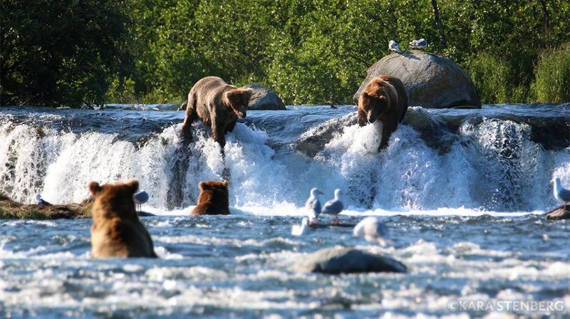 Bear Viewing at Katmai National Park