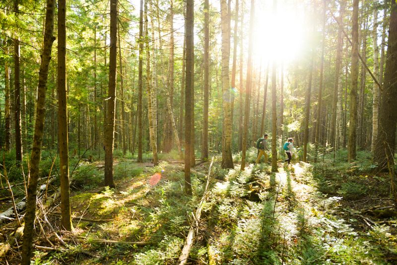 The Endless Network of Trails