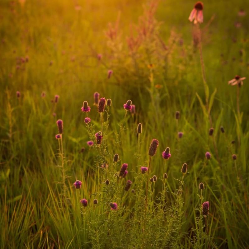 Prairie Silence That Follows the Road