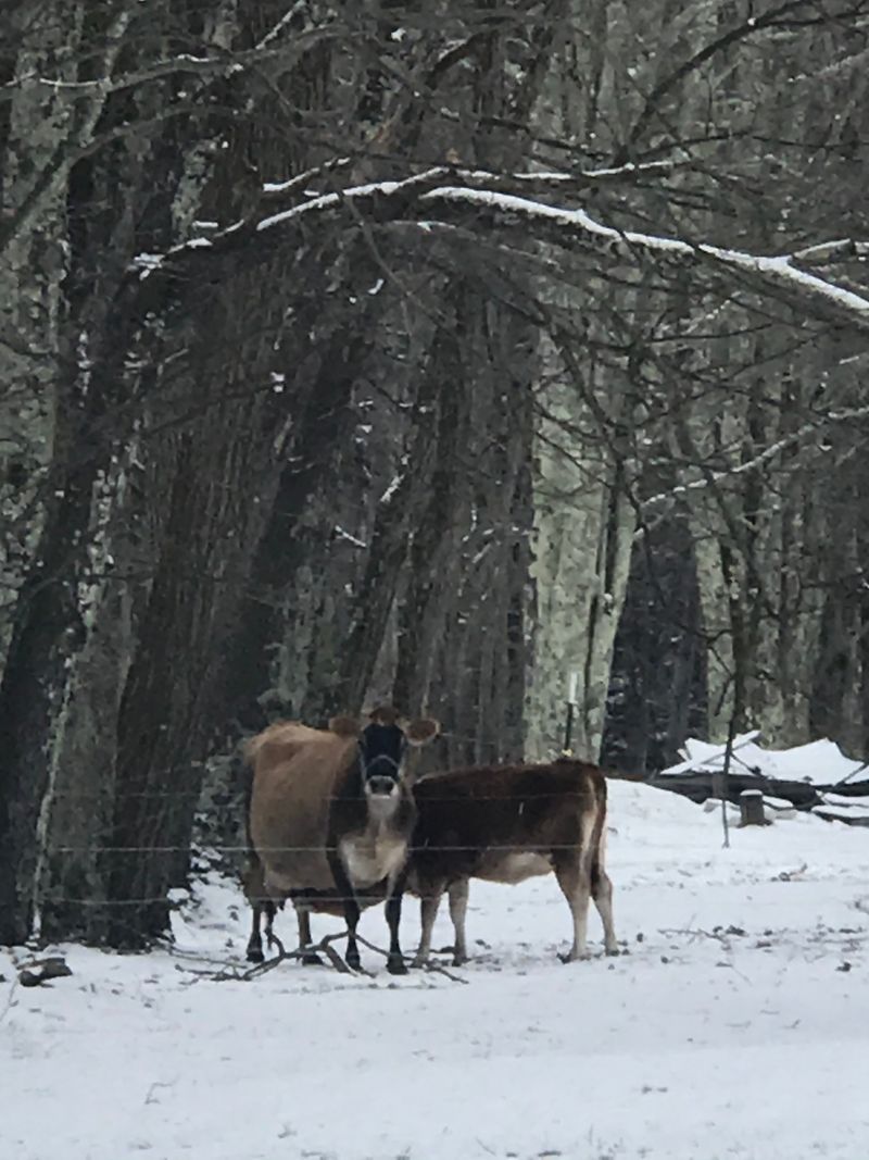 Winter Snowfall Transforms Village into Alpine Scene