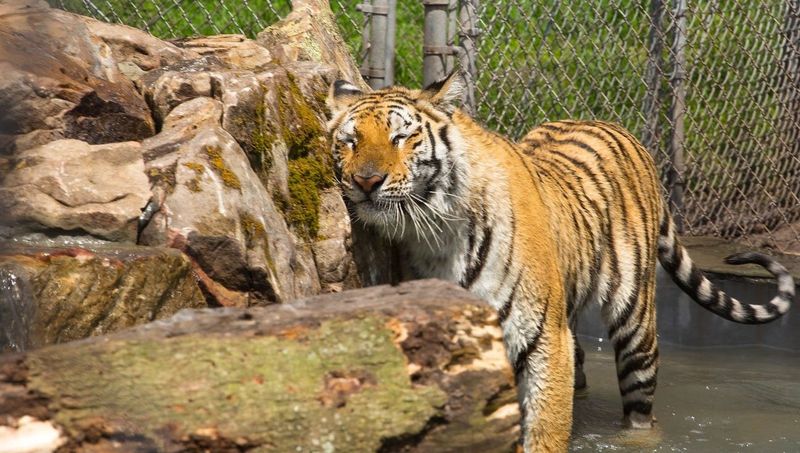 Catty Shack Ranch Wildlife Sanctuary