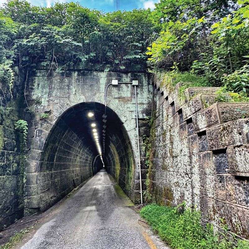 Plantlife of the Tunnel