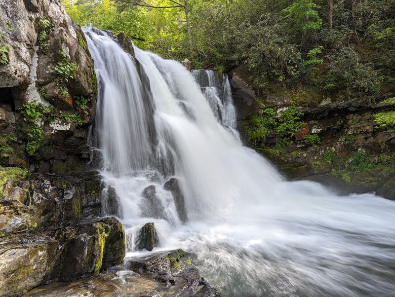 Wildlife Encounters and Bear Safety