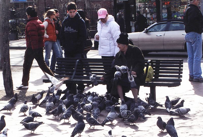 Delaying A Pigeon In Public Places